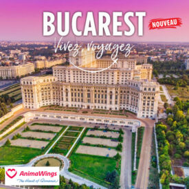Nouveau : Bucarest avec Animawings