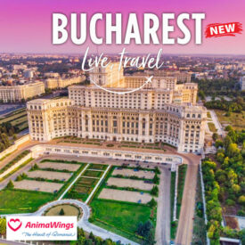 New : Bucharest with Animawings